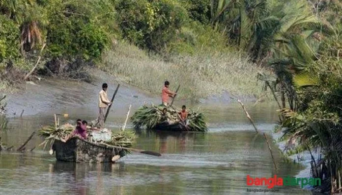 কাল শুরু হচ্ছে সুন্দরবনে গোলপাতা আহরণ মৌসুম