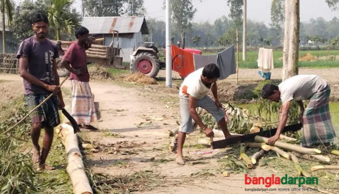 আটোয়ারিতে সরকারি রাস্তা থেকে শতাধিক গাছ কেটে নেওয়ার অভিযোগ