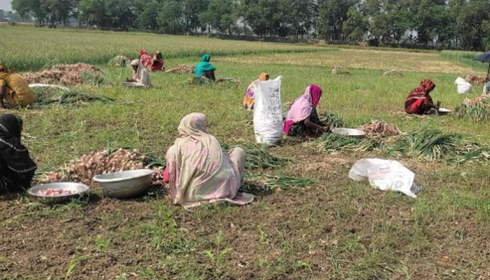 বেশি লাভের আশায় অপরিপক্ব পেঁয়াজ তোলার হিড়িক